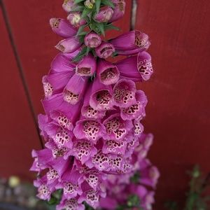 Meet your Posher, Jill